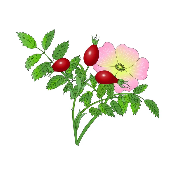 Дика шипшина ягоди — стоковий вектор