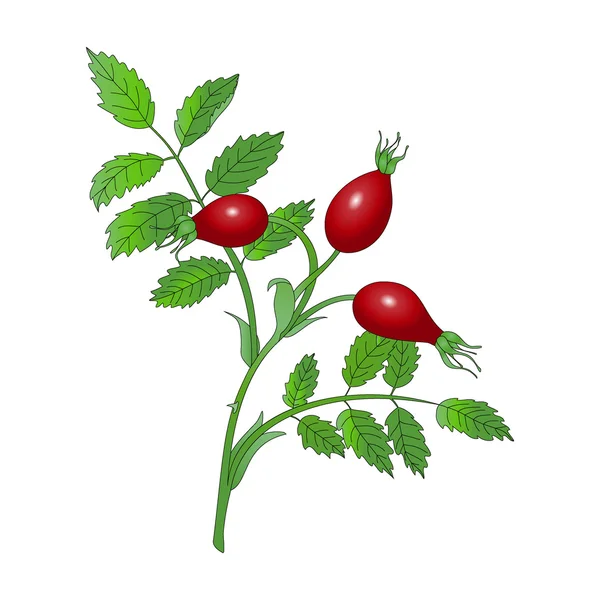 Kuşburnu şube