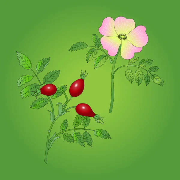 Dog rose berries — Stock Vector