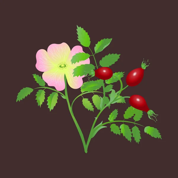 Moras de perro — Vector de stock