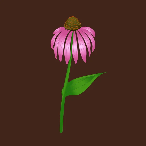 Echinacea purpurea — 스톡 벡터