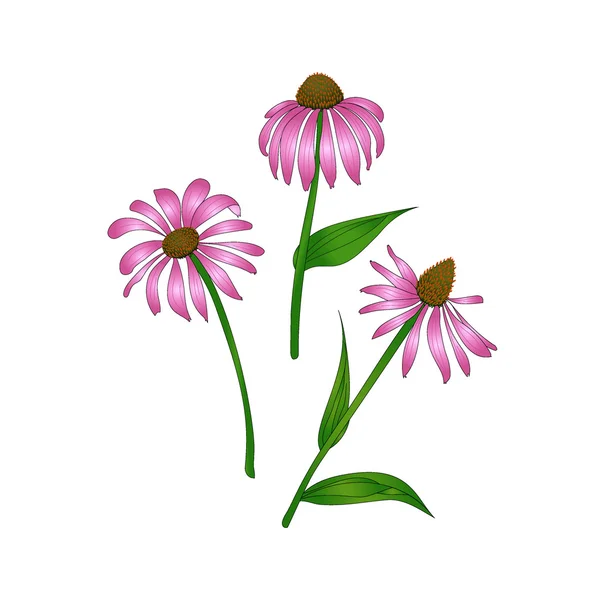 Echinacea purpurea