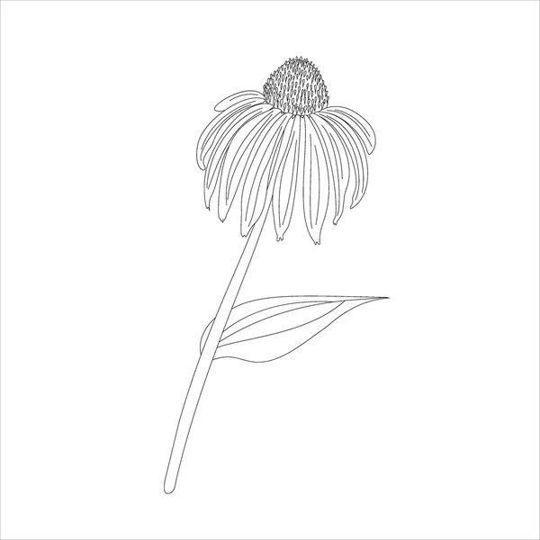 Echinacea purpurea — Stockvektor