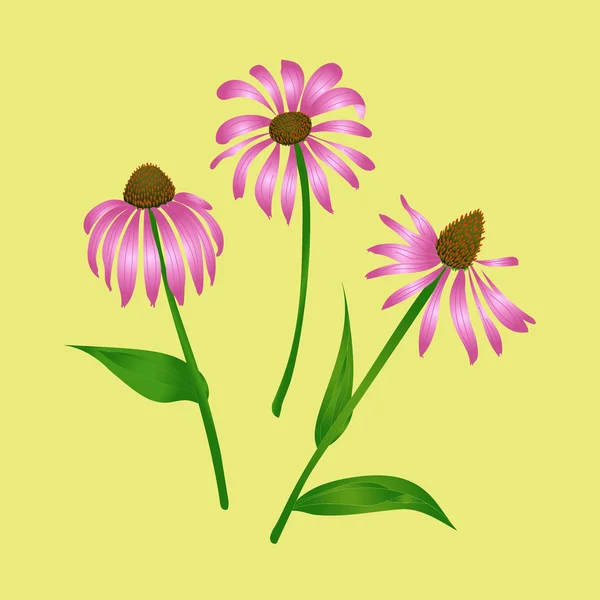 Echinacea purpurea — Stok Vektör