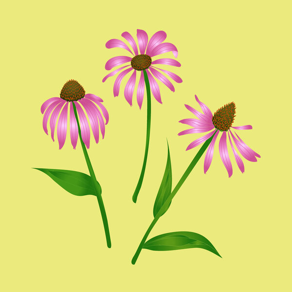Echinacea purpurea