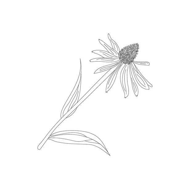 Echinacea purpurea — Stock Vector
