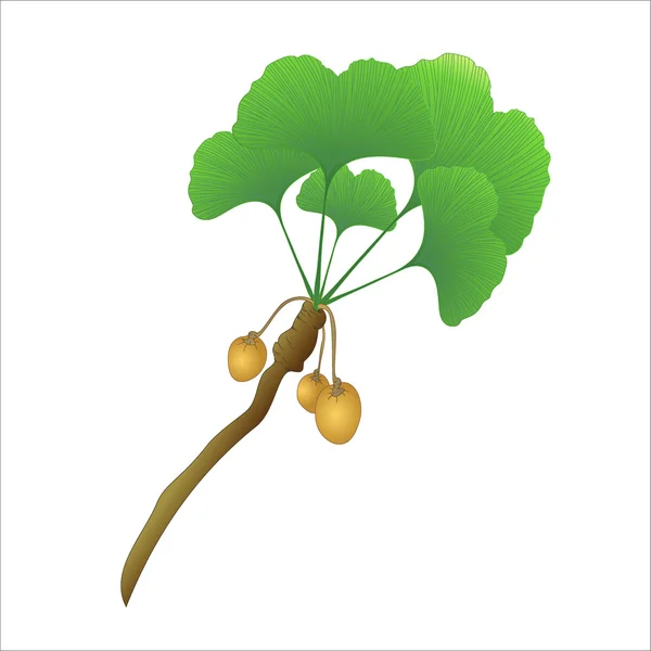 Rama de árbol de ginkgo — Vector de stock