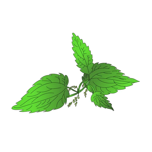 Nettle — Stock Vector