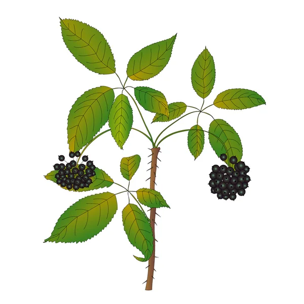 Eleutherococcus senticosus