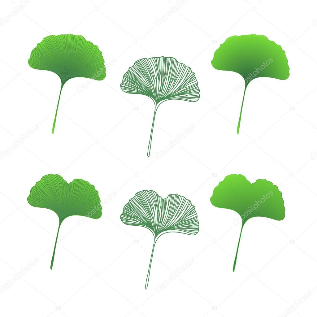 The leaves of ginkgo biloba
