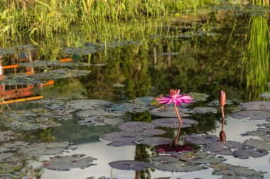 pembe lotus gölet