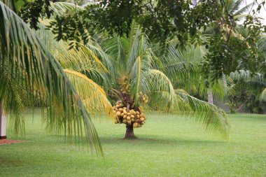 Sri Lanka adasının güzel doğası (Seylan)
