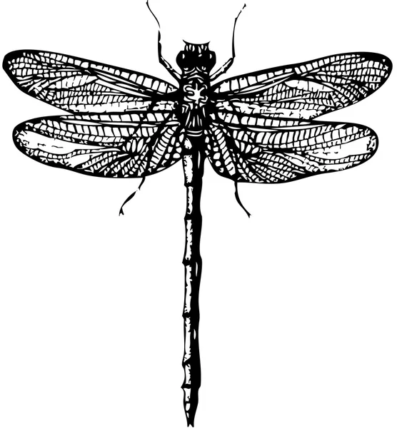 Ważka tuszem na białym tle, owad dragonfly, dragonfly czarny tle — Zdjęcie stockowe