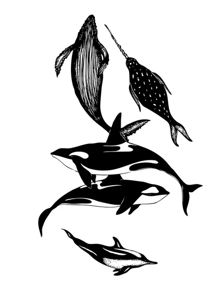Créatures marines isolées sur fond blanc, chasseurs de baleines, baleines, phoques, dauphins, créatures marines dessinées à la main, orques à encre, baleines à encre , — Photo