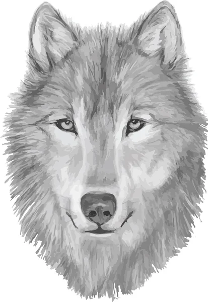 Lobo ilustración dibujada a mano, dibujo de lobo, cara de lobo, boceto de lobo, lobo salvaje — Vector de stock