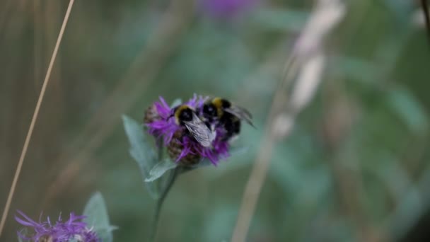White-tailed bumblebee arrives and sits on a flower for pollination. Bumblebee collects flower nectar on a spring flowering meadow. Bumblebee sitting on the purple flower in sunny weather — Stock Video