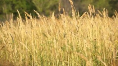bir alanda buğday buğday kulaklar kulaklar