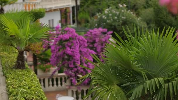 Schöne blumen in der nähe des hotels ville montefiori — Stockvideo