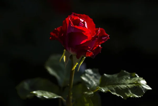 Rote Rose Der Dunkelheit — Stockfoto