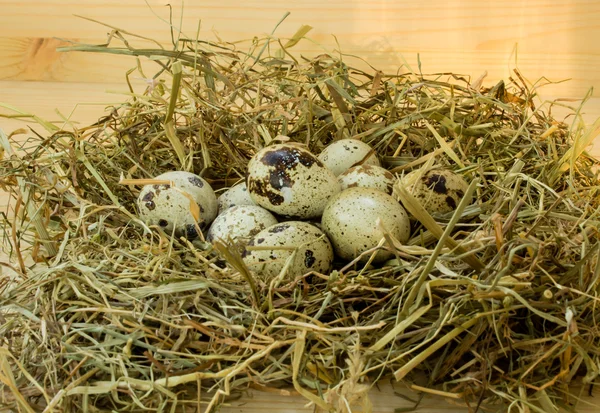 Quail eggs and hay — Stock Photo, Image