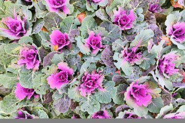 Yerde tomurcuklanan lahanalar..