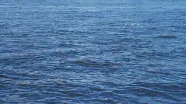Море Второй Половине Дня Летающей Чайкой Над Ним — стоковое видео