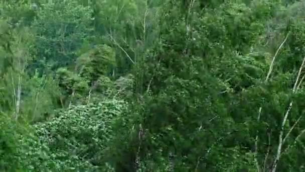 Fuerte Tormenta Sacude Árboles Del Viento Verano — Vídeos de Stock