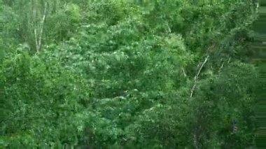 Yazın yeşil ormanın tepeleri yağmur ve fırtınadan sallanıyor.