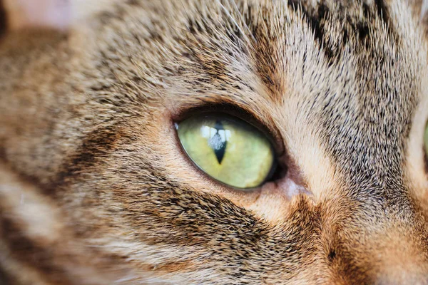 Cloudy spot on the cat eye. Disease of blindness in an animal. Close up