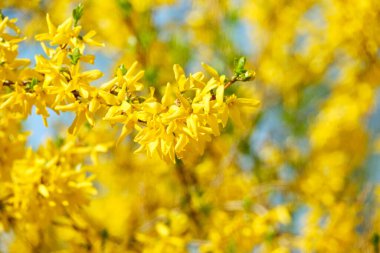 Yazın gökyüzüne karşı çiçek açan.