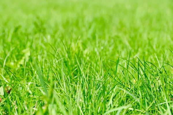 Sommar Bakgrund Färska Blommande Grönt Gräs — Stockfoto
