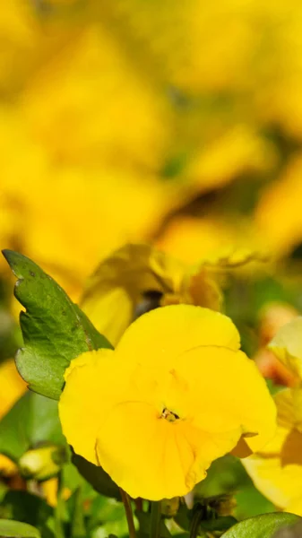 Sommer Hintergrund Der Gelben Stiefmütterchen Blüht Park Mit Kopierraum — Stockfoto