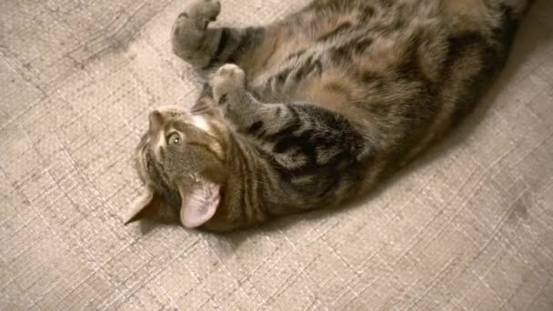 Domowy Kot Leży Kanapie Odwraca Się Kamery — Wideo stockowe
