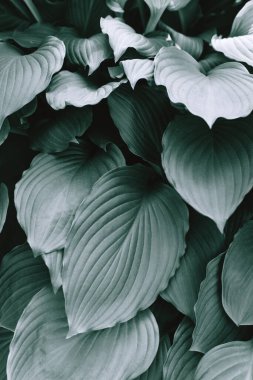 Doku olarak renklendirilmiş yeşil egzotik yapraklardan bir çalı.