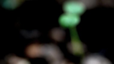 Makro iki yaprakları ile küçük bitki