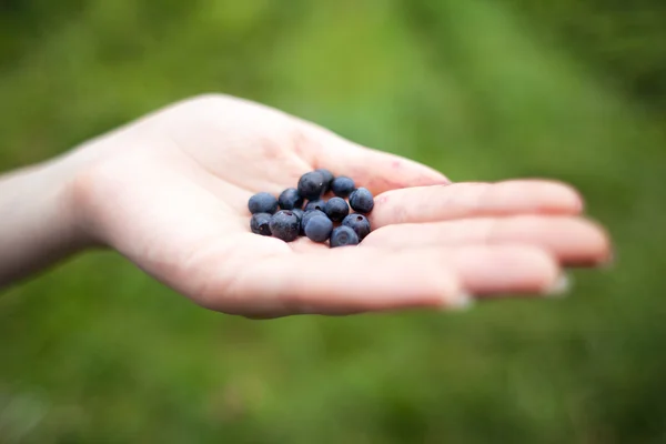 Blueberry di tangan di latar belakang taman — Stok Foto