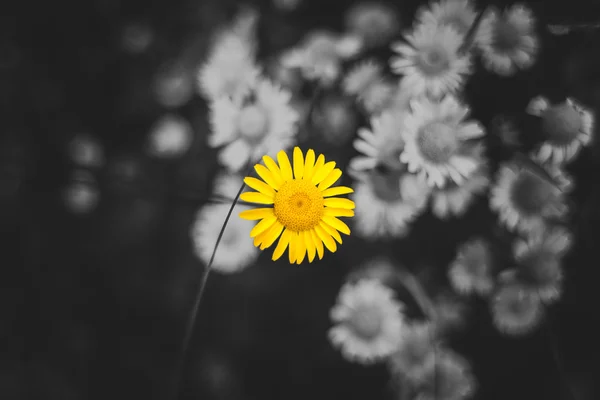 Flor amarela sobre fundo preto e branco — Fotografia de Stock