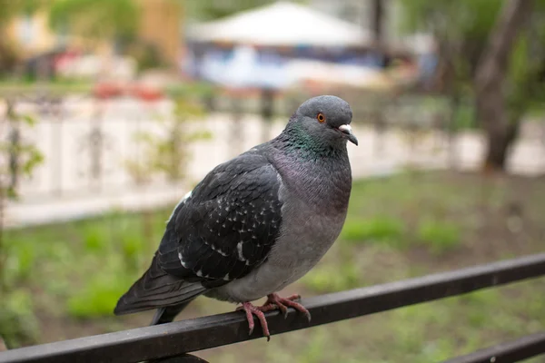 Pombo sentado na cerca — Fotografia de Stock