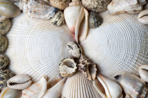 Schalen und Schalen getrocknet und verklebt — Stockfoto