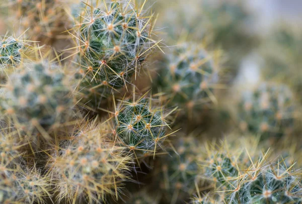 Very Spiked Cactus close-up