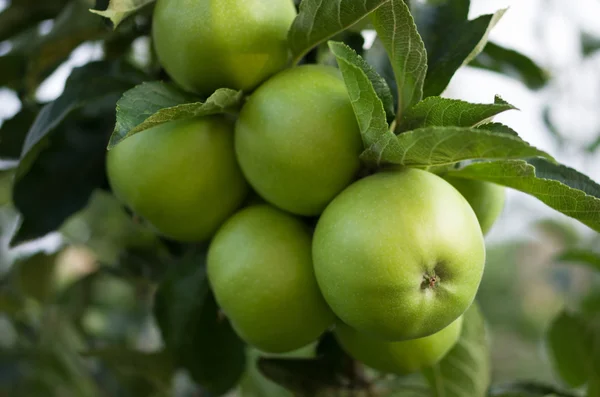 Manzanas verdes en una rama lista para ser cosechada jardinero, al aire libre, atención selectiva Imágenes De Stock Sin Royalties Gratis