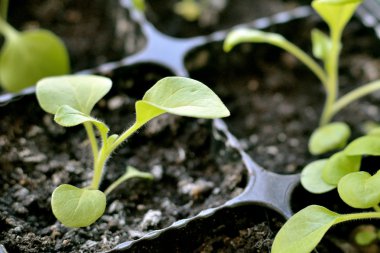 büyüyen yeşil lahanası 