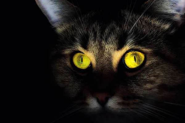 Gatto con bellissimi occhi giallo-verdi — Foto Stock