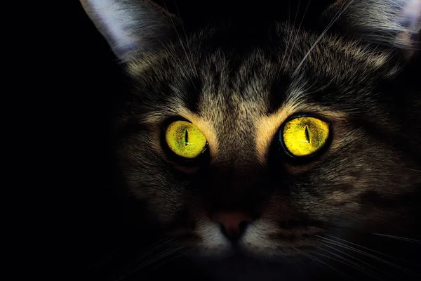 Kat met mooie geel-groene ogen Stockfoto