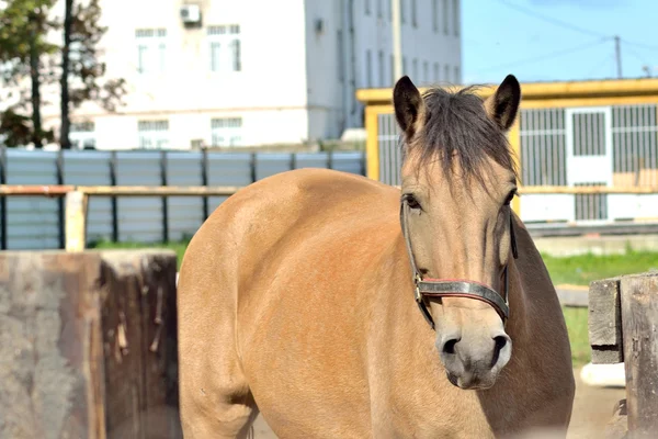 Krásný kůň v ohradě — Stock fotografie