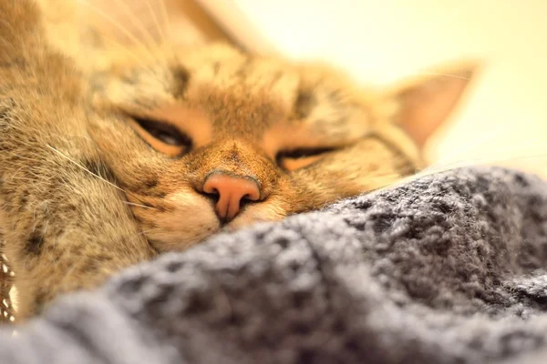 sleeping cat under a warm blanket knitted