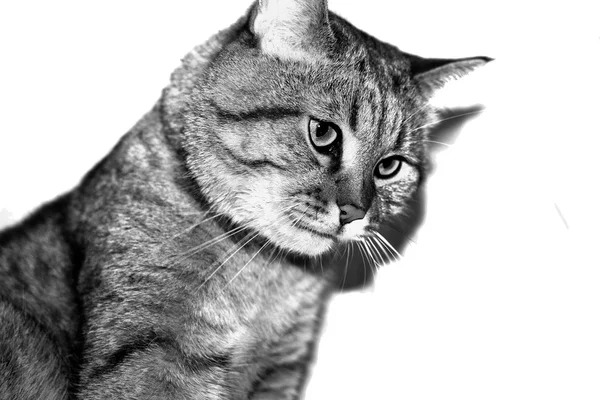 Beyaz arka plandaki kedi
