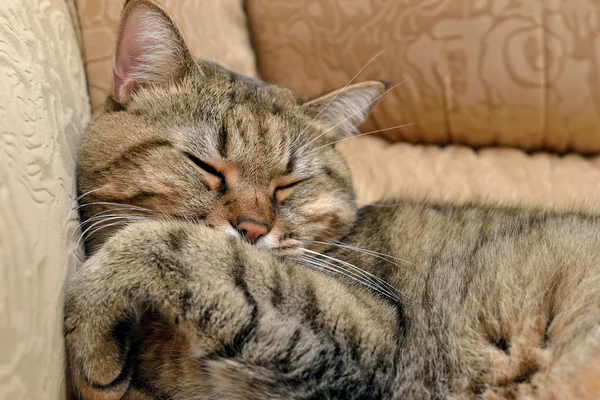 Kanepede uyuyan kedi — Stok fotoğraf