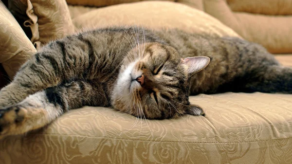 Gato dormindo no sofá — Fotografia de Stock