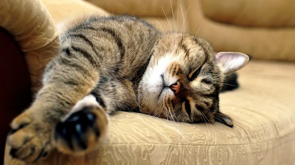 kanepede uyuyan kedi